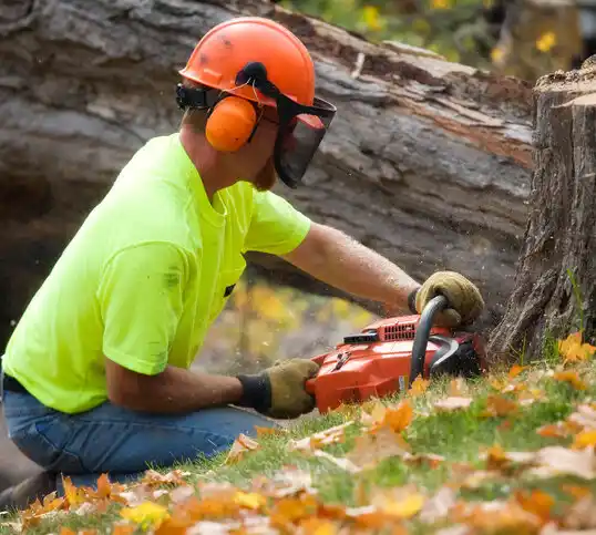 tree services Highland Heights